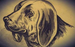 Mắt 10/10 mới thấy ông chủ của con chó ở đâu?