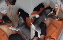 Ông chủ hú hồn khi được Husky đấm lưng