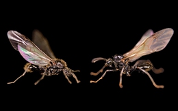 Hiện tượng tiến hóa kỳ lạ: Loài kiến sinh ra con thuộc... loài khác