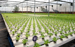 TP.HCM ứng dụng công nghệ cao trong phát triển nông nghiệp