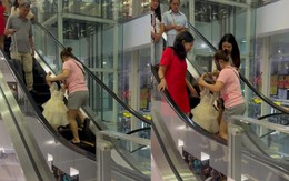 Người phụ nữ bỏ cuộc khi đi ngược chiều thang cuốn ở Nội Bài