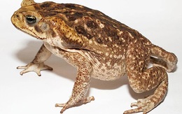 Bắt cóc làm thịt ăn, 9 học sinh nhập viện