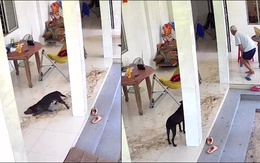 Gia chủ nổi quạu với con chó 'quậy nhất thế giới'