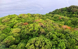 Côn Đảo tìm hiểu mô hình bán tín chỉ carbon từ rừng và biển