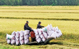 Tích cực tìm thị trường mới cho gạo xuất khẩu