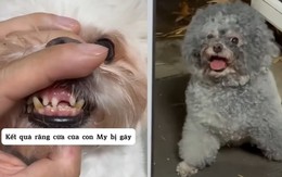 Chú chó lén lút sám hối vì làm đồng bọn gãy răng siêu hài