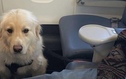 Chuyến bay của Delta Air Lines phải hạ cánh khẩn cấp vì một con chó bị bệnh?