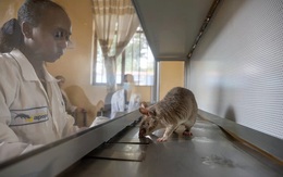 Loài chuột túi biết dò mìn, phát hiện bệnh lao và tìm người bị mắc kẹt