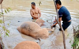 Lũ về đột ngột làm chết hơn 30 con trâu, bò cột ven suối