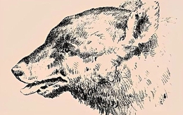 Thử tài tinh mắt: Chủ nhân của con chó ở đâu?