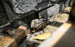 Chim phóng sinh mùa Vu lan kiệt sức, chết ngay trước cổng chùa