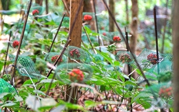 Mùa thu hoạch hạt sâm Ngọc Linh