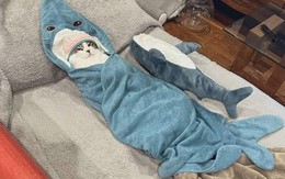 Ảnh vui 8-9: 'Baby Shark, doo doo doo doo'