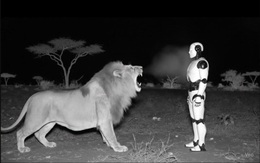 Có thật sư tử sợ sệt khi đứng trước robot AI?