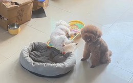 Chú chó thông minh biết giúp chủ mang nệm đi phơi