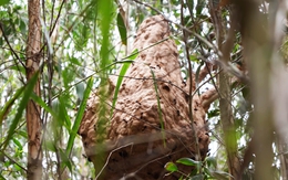 Người mẹ tử vong, con 3 tuổi cấp cứu vì bị ong vò vẽ đốt