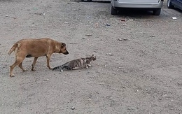 Mèo rình bắt chim bị chó hù hú hồn