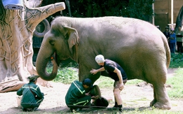 Voi ở Thảo cầm viên được ‘làm móng’, chăm sóc để sống hạnh phúc hơn