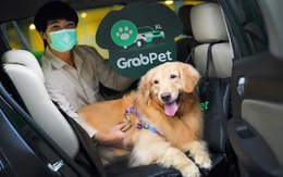 Grab thử nghiệm chở chó mèo, phụ phí từ 50.000 - 80.000 đồng/chuyến tại TP.HCM