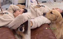 Chú chó vội vàng chạy đến đỡ vì sợ cô chủ ngã