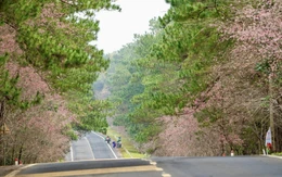 Lý Sơn - Măng Đen 'bắt tay', sáng biển - chiều rừng chẳng phải chuyện mộng mơ