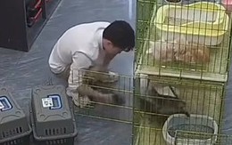 Thanh niên vã mồ hôi với đàn mèo con