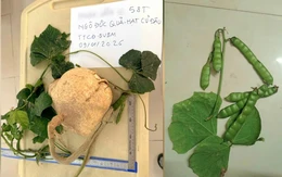 Tại sao ăn hạt cây củ đậu lại có thể gây tử vong?