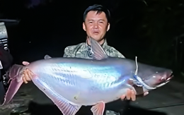 Cần thủ câu dính cá vồ hàng chục ký ở Vườn quốc gia U Minh Thượng