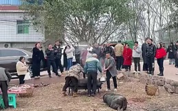 Cô gái lên mạng nhờ 'giữ heo' thịt ăn Tết, hơn 4.000 người đến góp vui