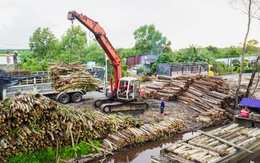Cà Mau đồng ý chủ trương làm nhà máy ván ghép thanh và viên nén hơn 132 tỉ đồng