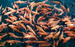 Giải pháp mới giúp nuôi trồng thủy sản bền vững hơn