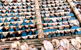 Giá mực khô tăng cao kỷ lục suốt nhiều tháng, ngư dân phấn khởi