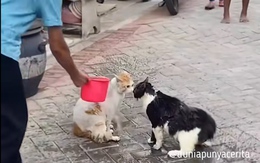 Dùng nước lạnh đổ lên đầu hai con mèo để ngăn cản chúng đánh nhau