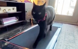 Chú mèo Oliver Goose mê chạy bộ mỗi ngày gây sốt mạng xã hội