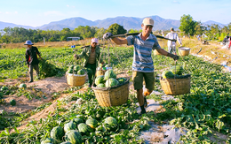 Những mùa gió chướng réo gọi Tết về