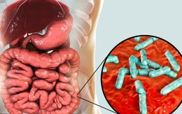 Phát hiện vi khuẩn đường ruột có khả năng ‘sản xuất’ dưỡng chất thiết yếu