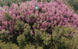 ‘Chỉ điểm' cho du khách những nơi ngắm hoa đẹp mùa này tại Đà Lạt