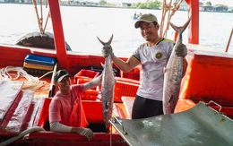 Ngư dân Tây Cà Mau trúng cá biển cuối năm, nhiều tàu thu cả tỉ đồng mỗi chuyến