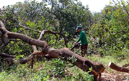 Chính phủ giao nghiên cứu đề xuất làm cao tốc Gia Nghĩa - Chơn Thành từ BOT sang BT