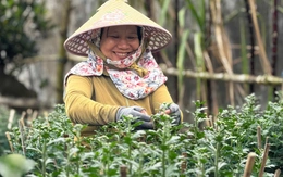 Hàng trăm ngàn chậu cúc Tết ở Quảng Ngãi được mua sạch từ khi còn 'ngậm nụ'