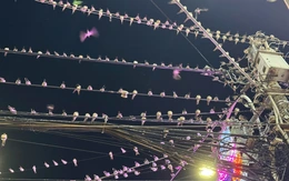 Chim én 'tạm trú' quá lâu, gây ô nhiễm trung tâm TP Sóc Trăng cũ