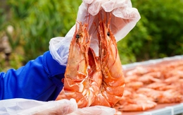 Độc đáo tôm khô ‘sú khổng lồ’ Cà Mau