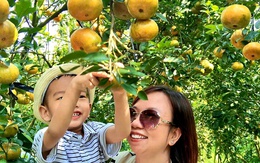 Tham quan vườn quýt hồng Lai Vung, du khách khen nông dân sáng tạo