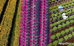 Hoa kiểng Sa Đéc: Giữ gốc rễ - mở lối tương lai