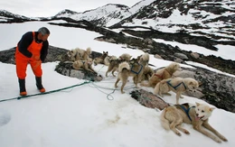 Đặc phái viên của ông Trump bị hủy mời dự cuộc đua xe chó kéo ở Greenland