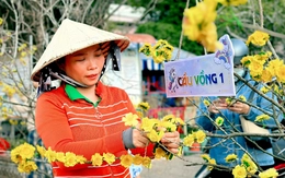 Trường mầm non vui như hội với hàng mai, anh đào rực rỡ đón Tết