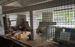 Căn biệt thự tiền tỉ biến thành chuồng gà