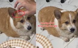 Chú chó nổi cáu vì bị cậu chủ troll