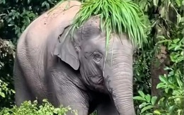 Video voi tự hất cỏ lên đầu trông như tóc giả có thật không?