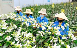 Hoa Tết 2026: Nhà vườn nghe ngóng sức mua